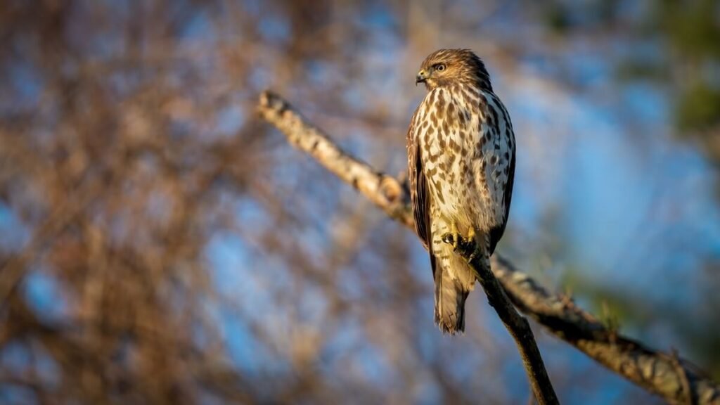 Une buse peut-elle emporter un chat ? Ce qu'il faut savoir 2 Une buse variable perchée sur un poteau en bois, observant les alentours d'un champ avec son regard perçant.