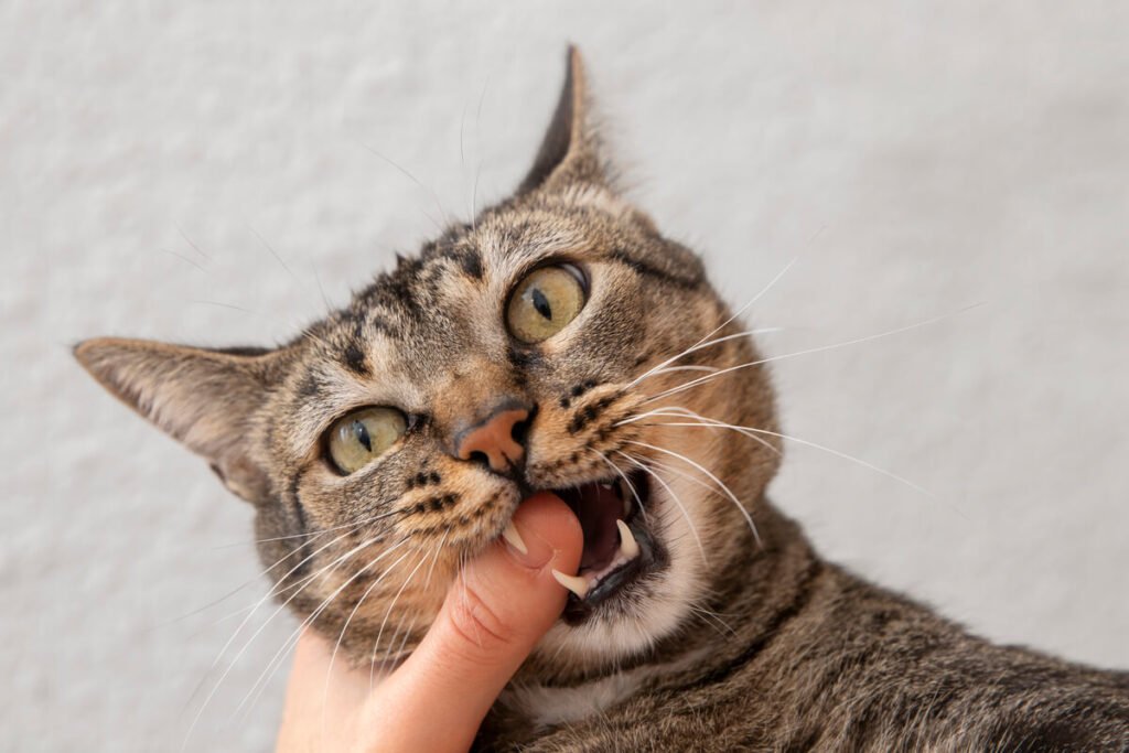 Un chat ouvrant la bouche de façon bizarre comme s'il essayait de décoincer quelque chose de ses dents.