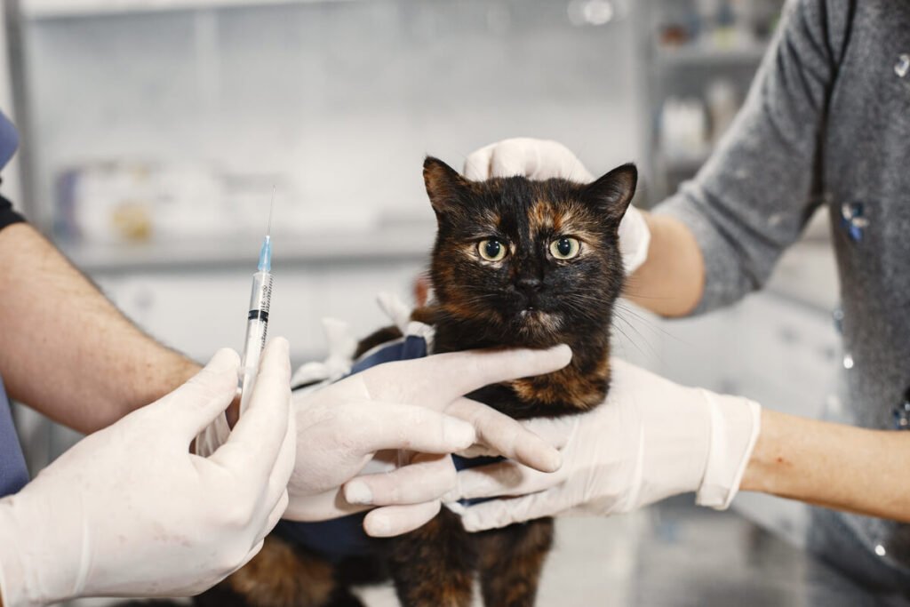 Un propriétaire administrant délicatement une injection d'insuline à un chat à l'aide d'une seringue graduée.