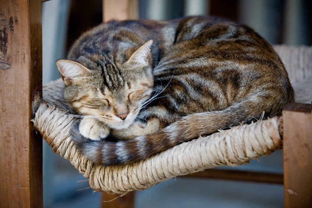 Chat mort les yeux ouverts : est-ce normal et cela signifie-t-il qu'il a souffert ? 7 Un chat domestique endormi de manière très paisible dans un panier confortable.
