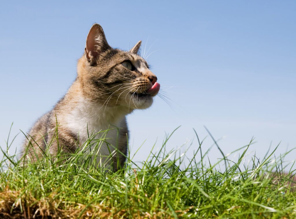 Une buse peut-elle emporter un chat ? Ce qu'il faut savoir 3 Un chat domestique assis sur la pelouse d'un jardin, regardant curieusement vers le ciel.
