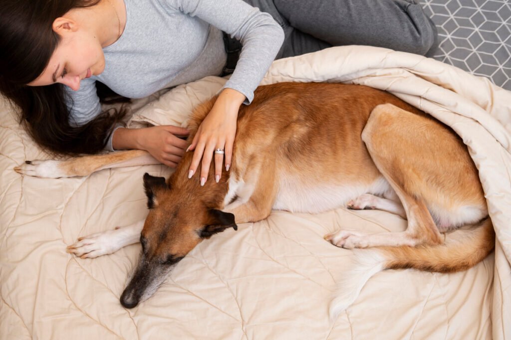 Mon chien boite après une chirurgie TPLO : complications et convalescence 2 Un chien allongé au repos avec une cicatrice et un pansement sur le genou arrière.