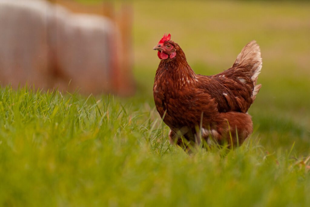 Poule seule après le décès de sa compagne : que faire ? 3