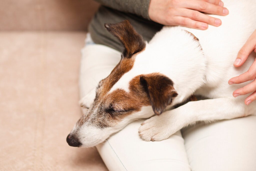 Mon chien boite après une chirurgie TPLO : complications et convalescence 4