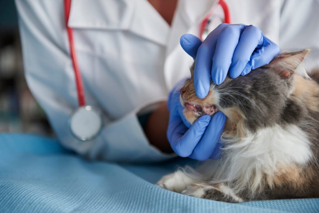 Un vétérinaire inspectant les gencives et les crocs d'un chat lors d'un bilan de santé.