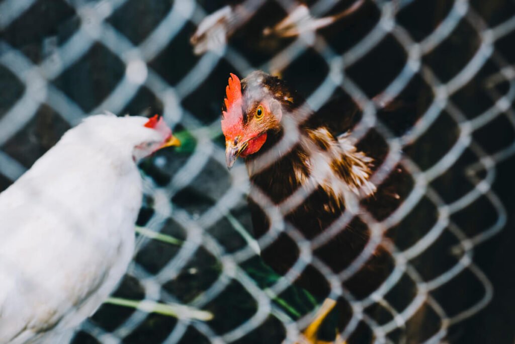 Poule seule après le décès de sa compagne : que faire ? 4 Deux poules faisant connaissance derrière une grille de séparation pour éviter les bagarres.