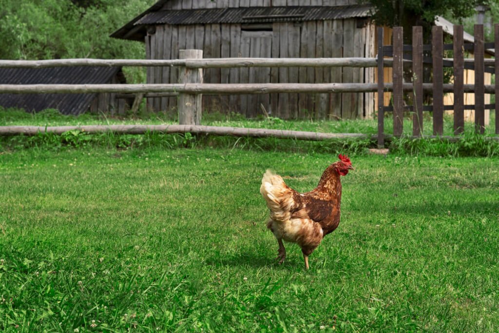 Poule seule après le décès de sa compagne : que faire ? 2 Une poule rousse isolée dans l'herbe d'un jardin, illustrant la solitude après la perte de son groupe.