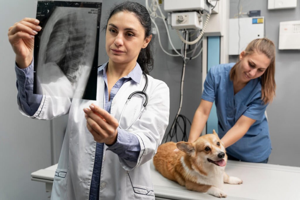 Mon chien boite après une chirurgie TPLO : complications et convalescence 3 Une radiographie vétérinaire montrant la plaque et les vis fixées sur l'os d'un chien après une TPLO.