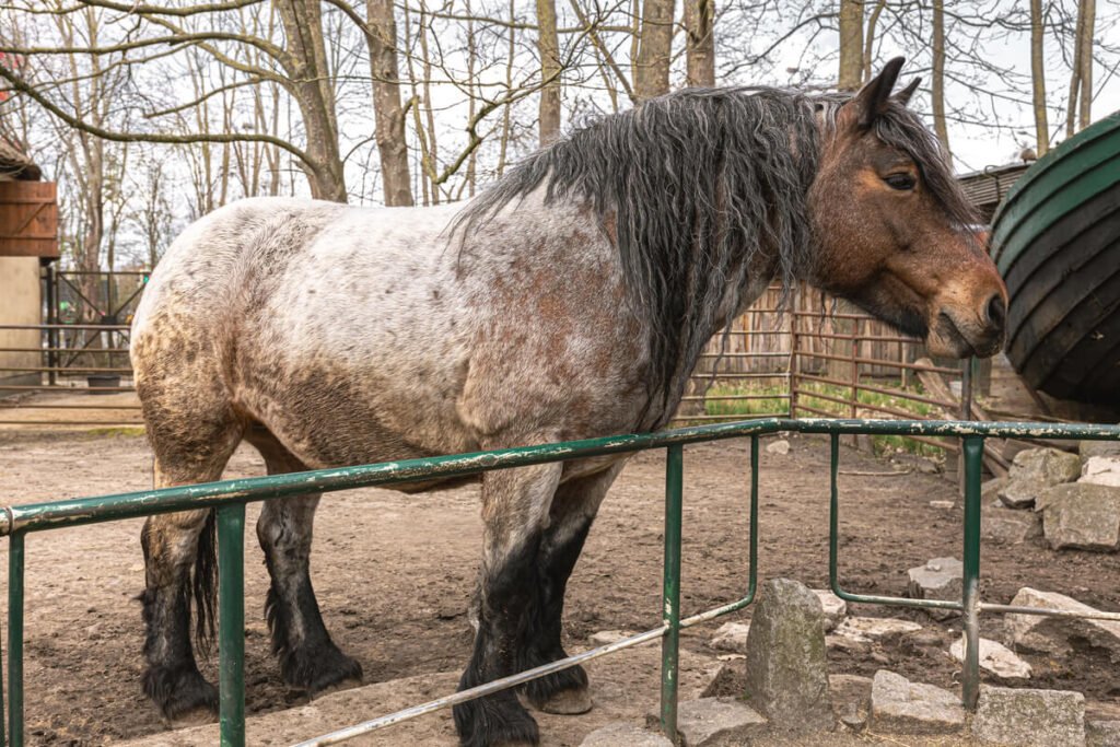 Pension pour chevaux à éviter : les signes d'alerte et pièges à connaître 11 Cheval isolé dans un paddock mal entretenu et boueux.