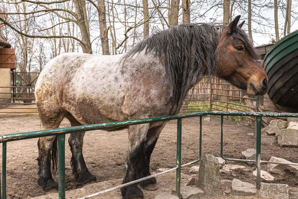 Cheval isolé dans un paddock mal entretenu et boueux.