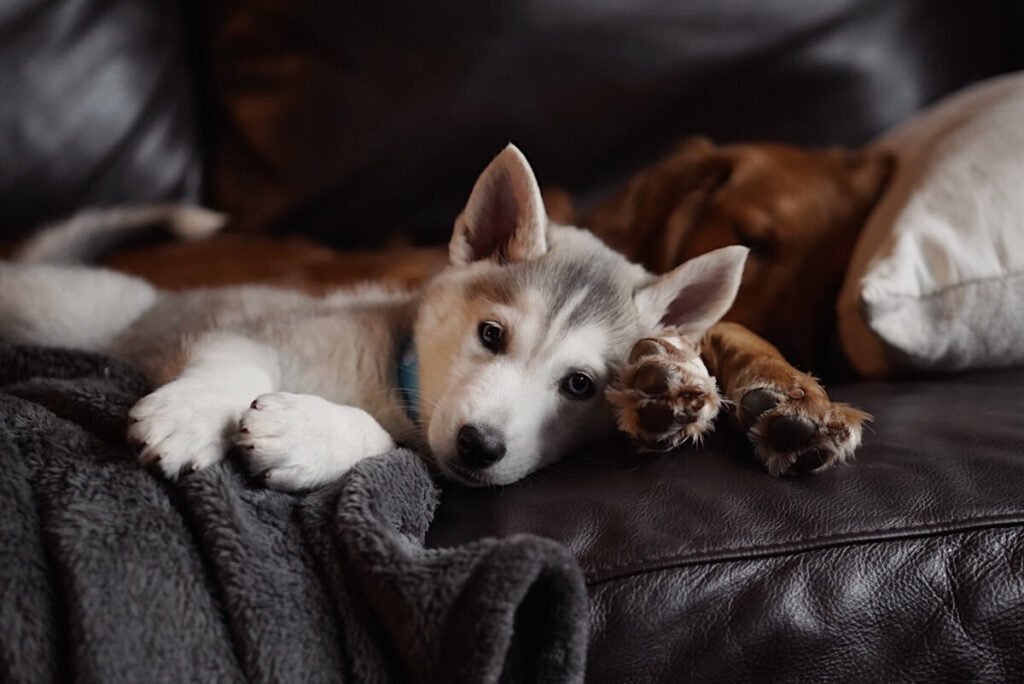 Chiot endormi confortablement sur le coussin d'un canapé dans un salon sombre.