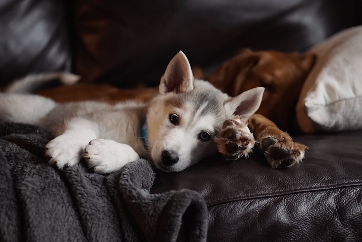 Chiot endormi confortablement sur le coussin d'un canapé dans un salon sombre.
