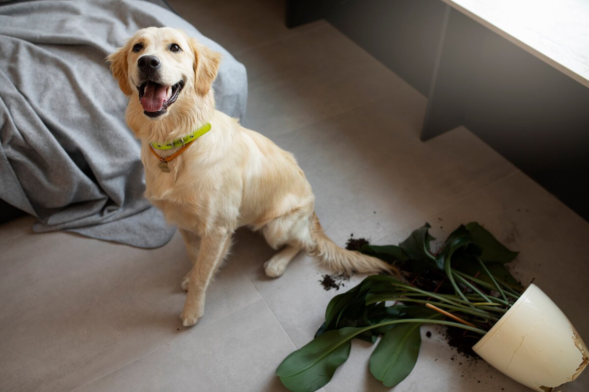 Jeune chiot attrapant le bas d'un pantalon en jouant dans le salon.