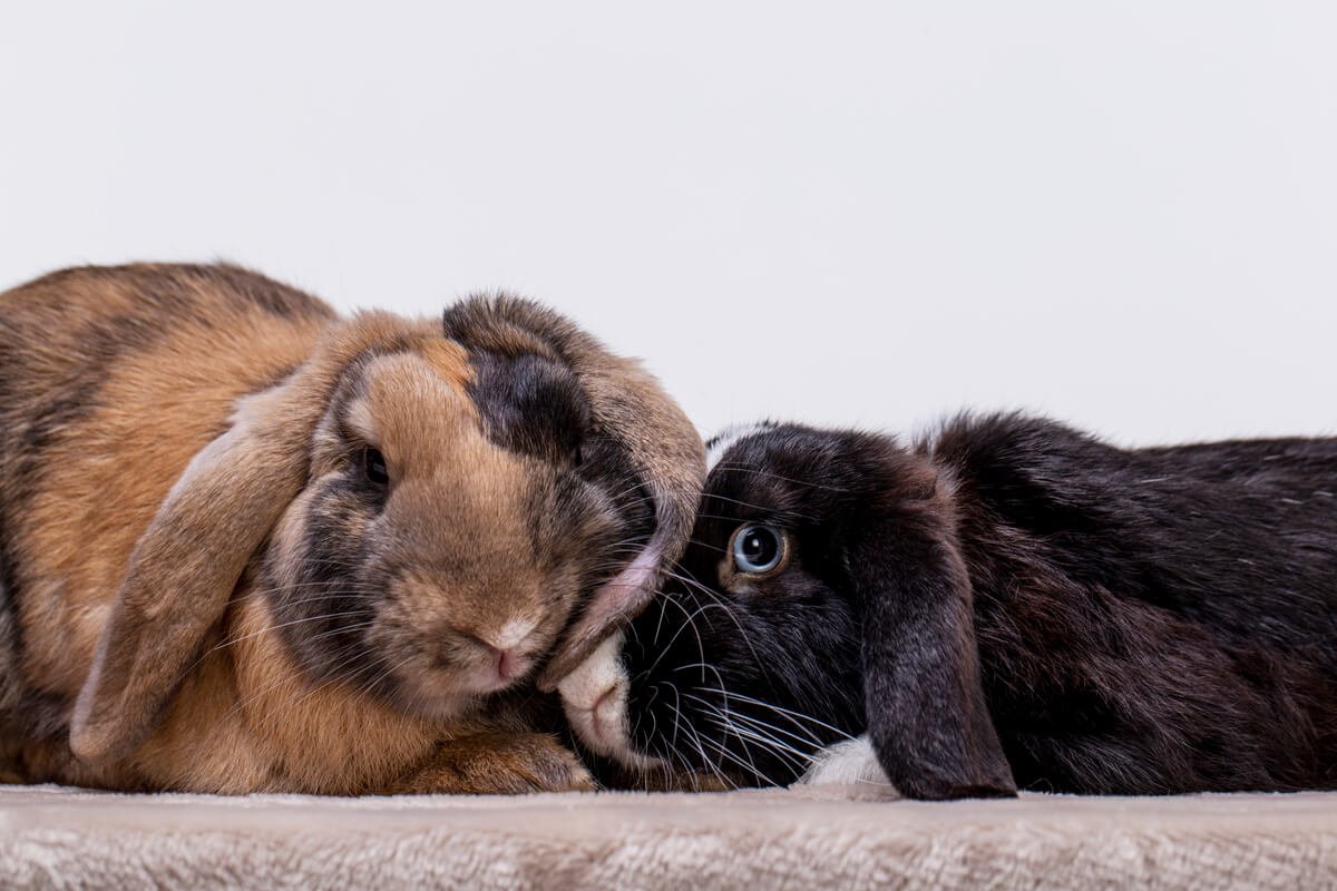 Deux lapins de compagnie en face à face dans leur espace de vie.