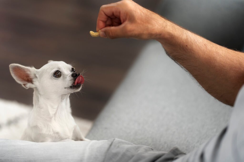Propriétaire récompensant son chiot au calme avec une friandise.