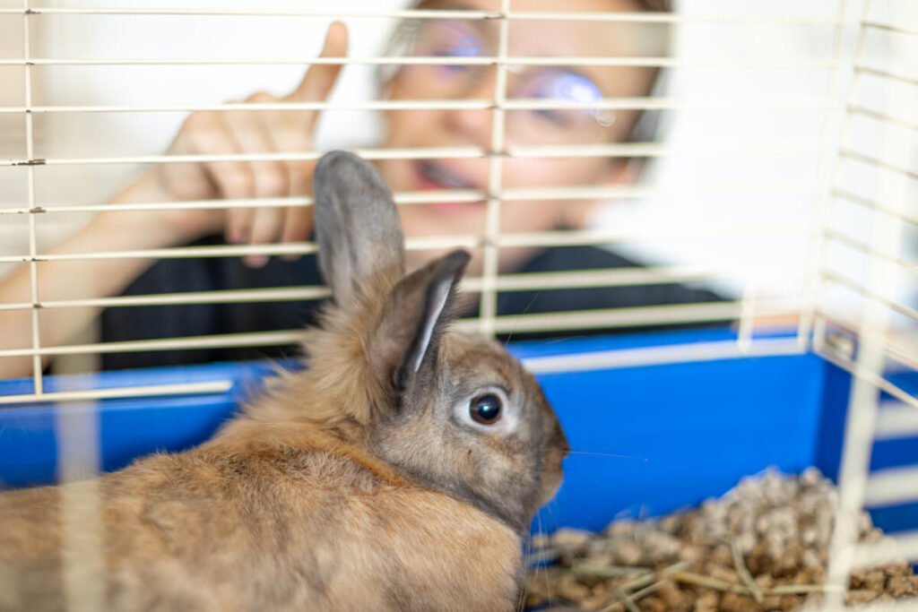 Mes lapins se battent du jour au lendemain : causes et solutions 3
