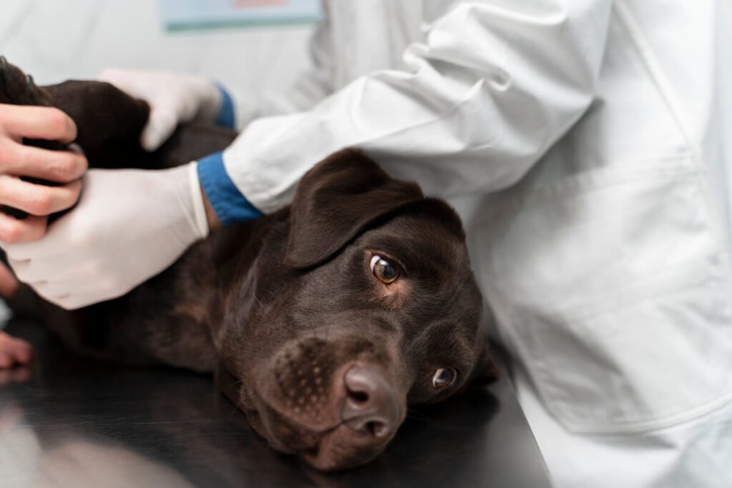 Mon chien s'est fait renverser par une voiture : assurance et recours 3