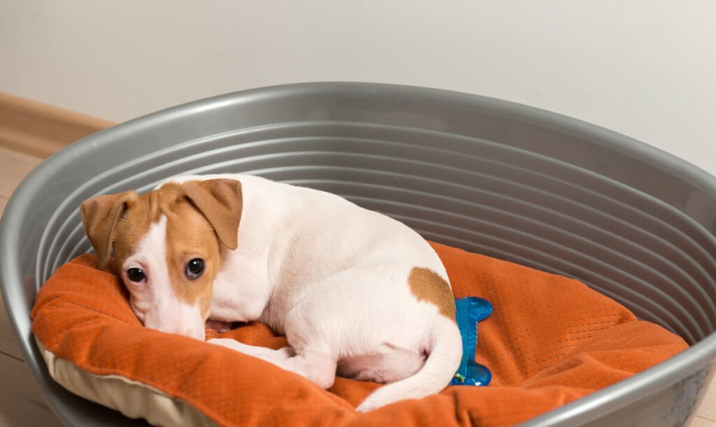 Chien couché sereinement dans son panier orthopédique près du canapé.