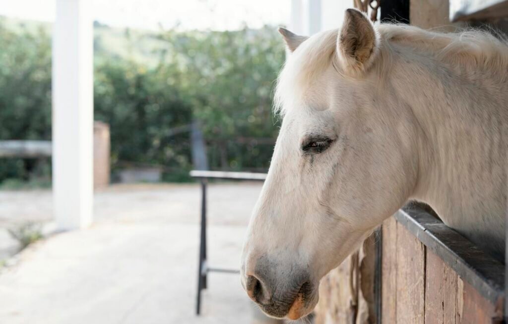 Pension pour chevaux à éviter : les signes d'alerte et pièges à connaître 4