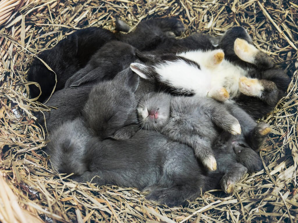 Portée de jeunes lapereaux nains blottis dans un nid de poils et de paille.
