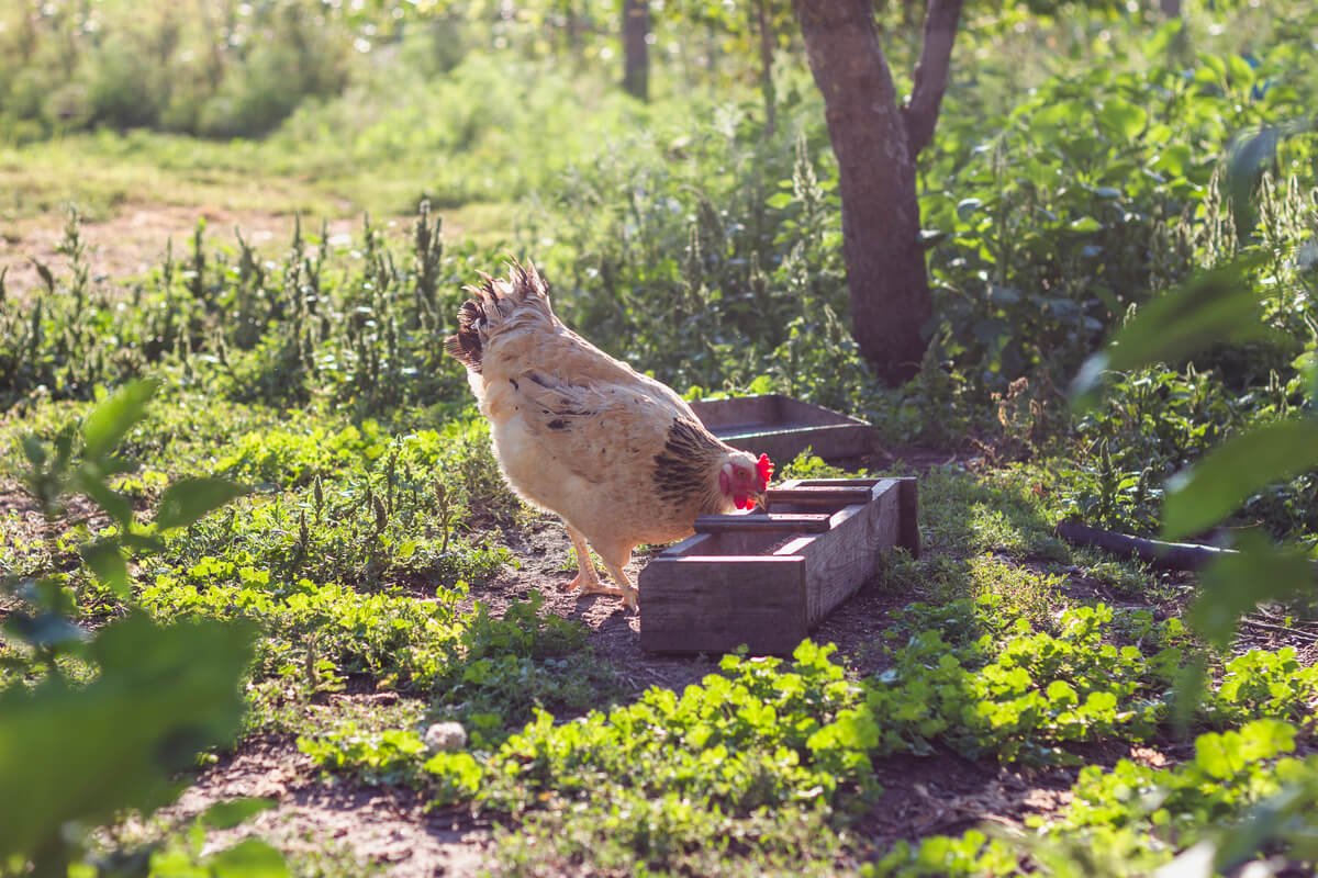 Poule rousse explorant la végétation autour d'un poulailler familial.