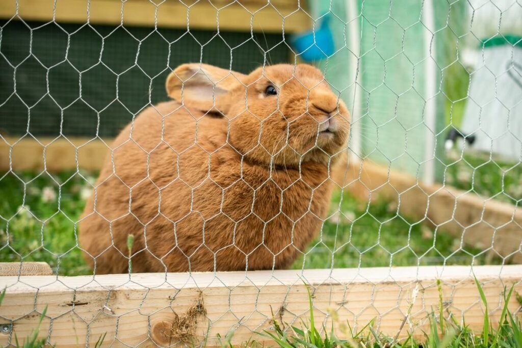 Mes lapins se battent du jour au lendemain : causes et solutions 4 Grille de séparation installée entre deux enclos de lapins.
