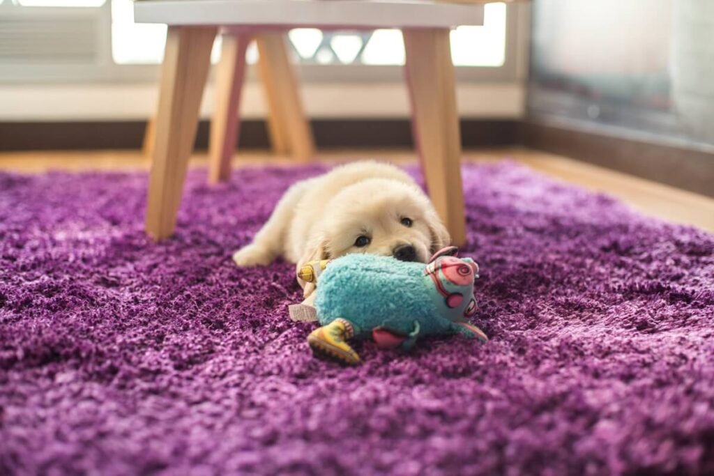 Chiot concentré cherchant des friandises sur un tapis de fouille calme.