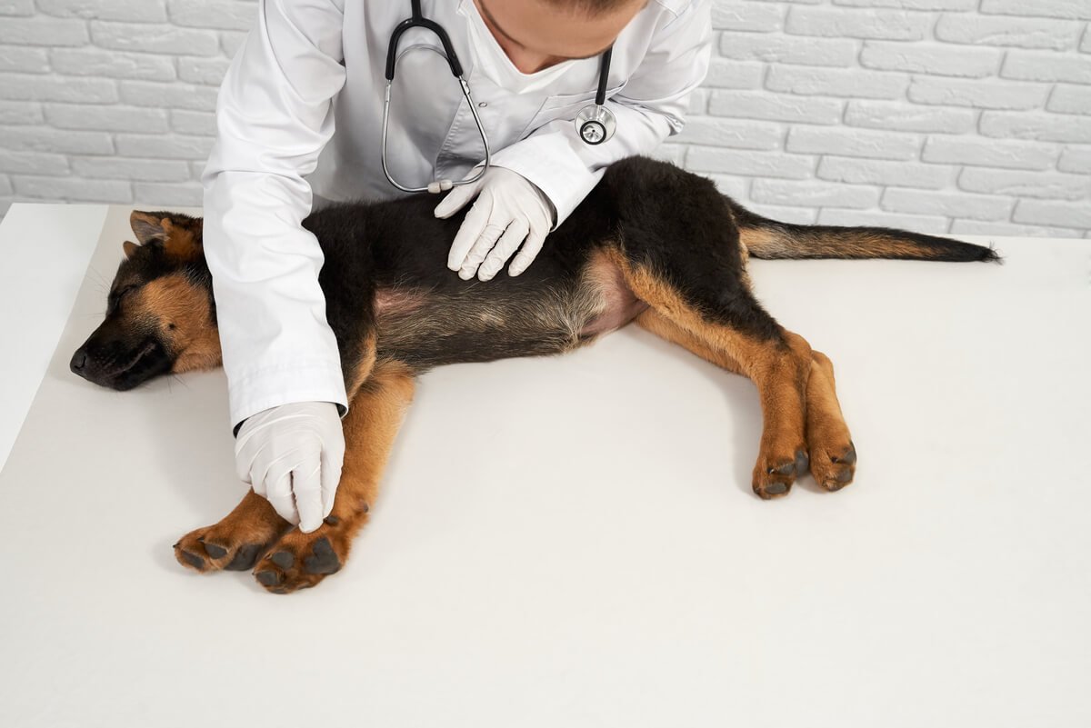 Prise en charge vétérinaire d'urgence pour un chien blessé dans un accident.