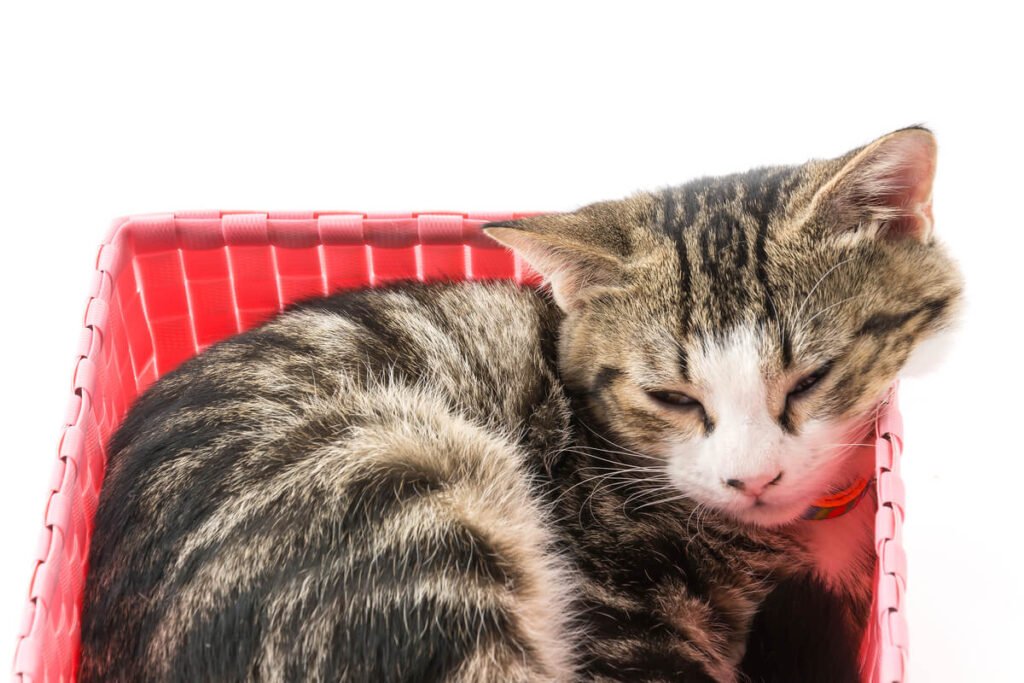 Chat tigré accroupi dans son bac à litière ayant du mal à faire ses besoins.