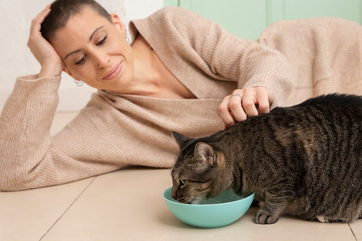 Chat mangeant avec frénésie dans sa gamelle sous traitement anti-inflammatoire corticoïde.