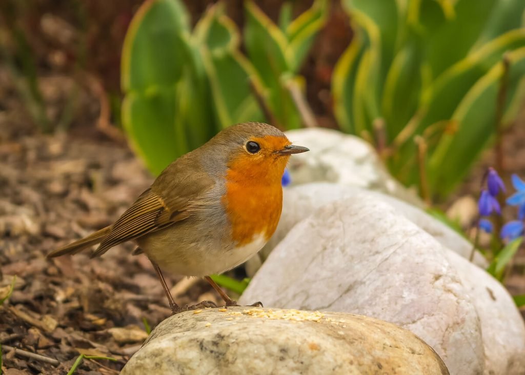 Comment savoir si un oiseau est mort : les signes à observer 4