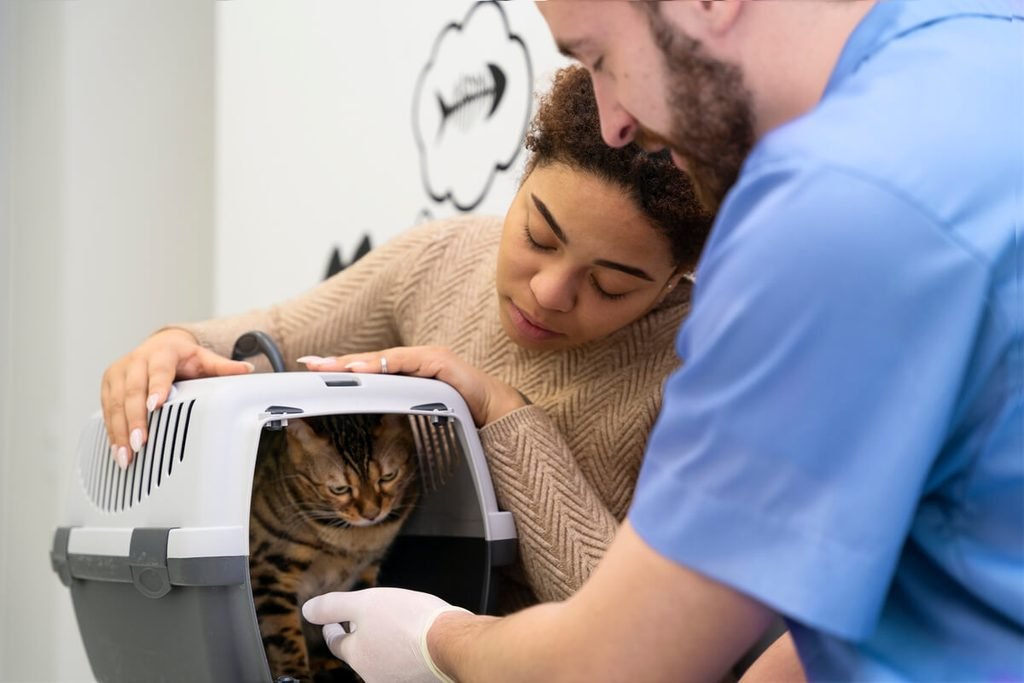 Vétérinaire examinant le ventre d'un chat pour vérifier la présence d'un globe vésical.