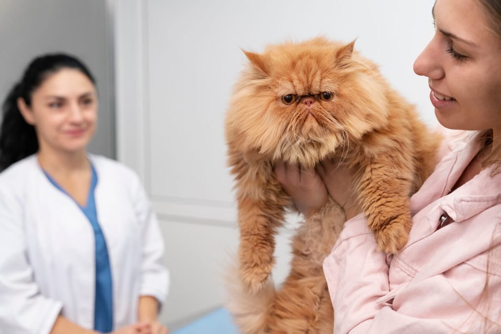 Purina One chat avis vétérinaire : ce qu'on peut vraiment en dire 4 Vétérinaire examinant le pelage et la silhouette d'un chat lors d'un contrôle nutritionnel.