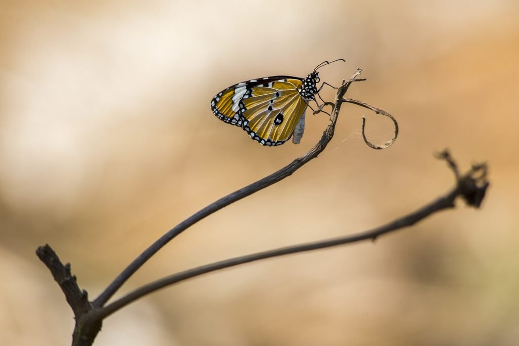 Papillon mort : signification spirituelle, symbolique, couleurs et présages 3 Émergence d'un papillon illustrant le cycle éternel de la transformation et de la renaissance.