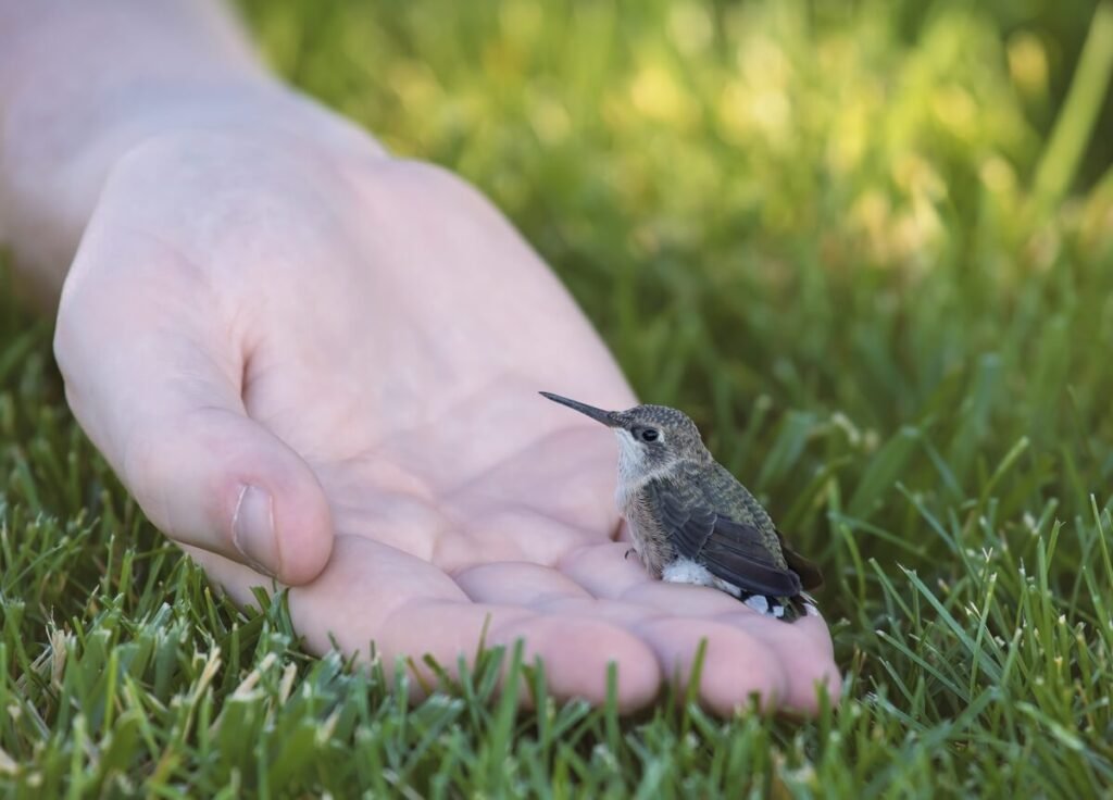 Comment savoir si un oiseau est mort : les signes à observer 2 Personne observant avec précaution un petit oiseau immobile au sol dans son jardin.