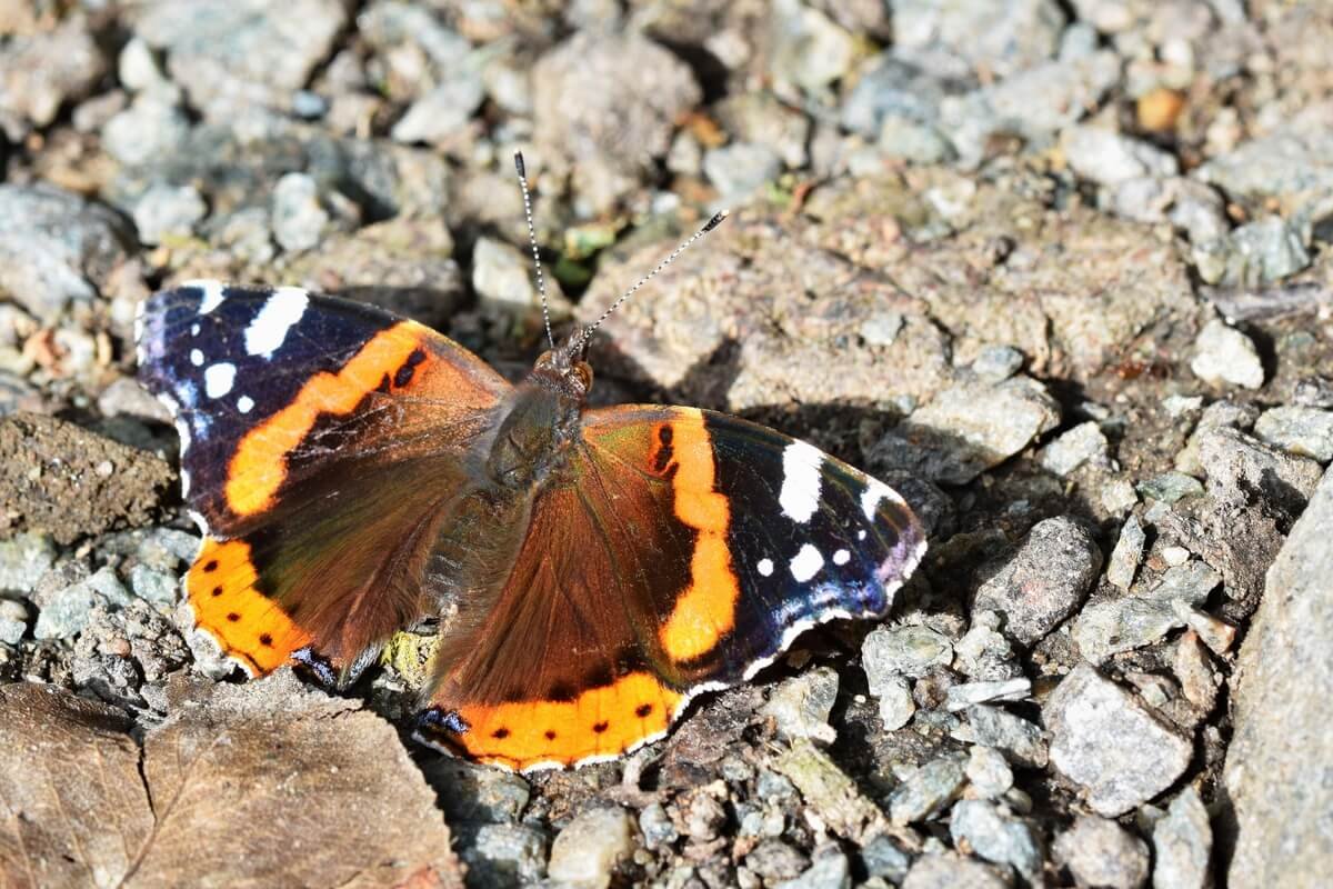 Papillon immobile aux ailes déployées posé sur le plancher d'une maison.