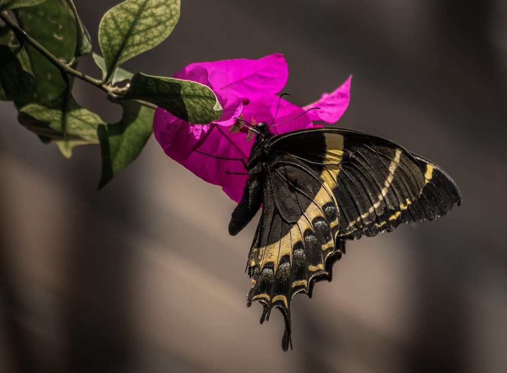 Papillon mort : signification spirituelle, symbolique, couleurs et présages 4