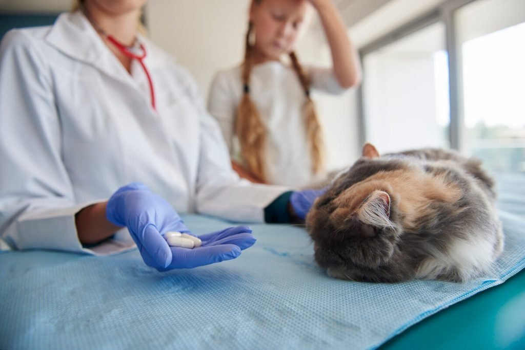 Cortisone chez le chat : effets sur le comportement et précautions 3 Vétérinaire prescrivant un traitement de cortisone en comprimés pour soigner une dermatite féline.