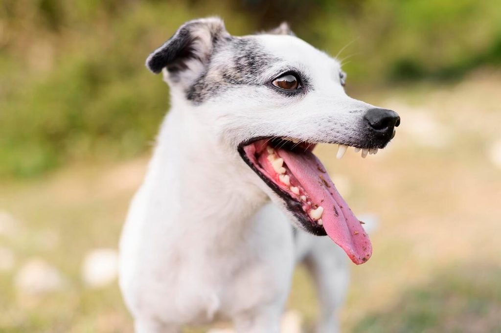 Chien qui lèche dans le vide : causes et quand s’inquiéter 3