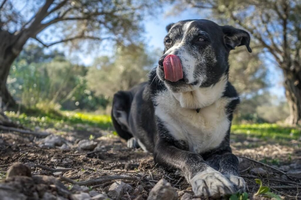 Chien assis tirant la langue de façon répétée et léchant l'air avec insistance.