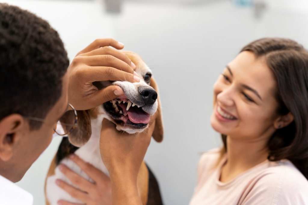 Chien qui lèche dans le vide : causes et quand s’inquiéter 4 Vétérinaire examinant la cavité buccale, le palais et les dents d'un chien.