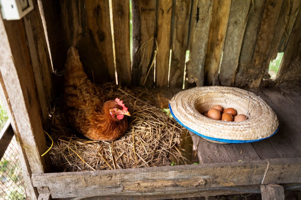 Poule glousse installée sur son nid de paille protégeant ses œufs à couver.